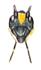 Caustogryllacris podocausta podocausta (Haan, 1843): Pl. I, Fig. 4a. face. (Otu).
