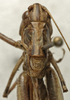 CollectionObject 1535993; 8c90b7ea-0f7a-492a-bd54-ceee962962ca: male pronotum, dorsal view (syntype). (CollectionObject).