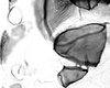 Stylus.: First and second marginal tubercles and coxa of A. sambuci. (Observation).