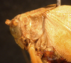 CollectionObject 1568246; 08f04954-1774-40f8-a35a-488e611c2b99: female, pronotum, lateral view. (CollectionObject).