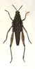 Chrotogonus (Chrotogonus) trachypterus trachypterus (Blanchard, 1836): Plate XXII, 7. female habitus (Ommexecha gracile). (Otu).