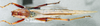 CollectionObject 1506870; MCSN 3224693, f4f5808b-6821-4cf1-875c-3850e4b3178b: male, dorsal view (lectotype of Macroxiphus pictipes). (CollectionObject).