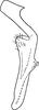 Stylus: !! display not done !! on Errhomenus brachypterus Fieber, 1866: Stylus. (Observation).