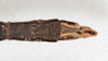 CollectionObject 1557775; 6187484c-f221-4886-b8cf-5572bedf841e: copyright MHNG, Geneva. female: end of abdomen, ventral view (holotype). (CollectionObject).