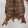 CollectionObject 1505834; a49006d4-9c2c-464f-9172-da8fd6f845e0: male cerci (holotype). (CollectionObject).