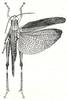 Eupropacris pompalis (Karsch, 1896): Fig. 34. female, dorsal view (body length 40 mm, tegmina 40 mm). (Otu).
