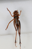 CollectionObject 1505604; a299fbca-016e-4a9c-a99e-24bebe994ade: Female, ventral view (syntype). (CollectionObject).
