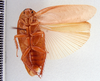 Epilampra cinnamomea Hebard, 1926 now Epilampra sodalis Walker, 1868: Photo taken by Heidi Hopkins. (Otu).