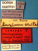 CollectionObject 2019904; 0599865e-132f-47dd-aea0-8b6054f0c2f0, DORSA D08TF01: female labels (syntype). (CollectionObject).