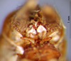 CollectionObject 1530693; 04647957-970c-4b5a-846f-93d1d3246651: male titillators (syntype). (CollectionObject).