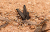 Termitoidae Latreille, 1802: (Otu).