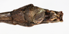 CollectionObject 1591711; NMW 74''', 1c314021-b4ad-42f9-b9a6-2f3e3535509e: copyright NMW. male: end of abdomen, ventral view (lectotype). (CollectionObject).
