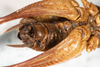 CollectionObject 1531304; 2ddf6dcd-6a1c-47b1-858d-3140fa7c5a1c: male, ventral view (syntype). (CollectionObject).