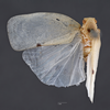 Habitus, dorsal view on Anormenis stupida (Melichar, 1902) now Anormenis media (Melichar, 1902): (Observation).