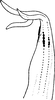 Aedeagus, lateral view on Edwardsiana prunicola (Edwards, 1914): Aedeagus, lateral view (var. barbata). (Observation).