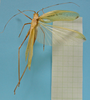 CollectionObject 1542989; d09348bc-01dc-4a55-afa7-00afff04abc7: male, dorsal view (holotype of Hammatofera brasiliensis). (CollectionObject).