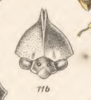 Head: !! display not done !! on Cymbomorpha prasina (Germar, 1835): (Observation).