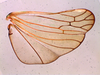 Hind wing on Cordela rubra Gnezdilov, 2019: (Observation).