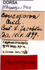 CollectionObject 1507268; 99361561-769a-4e5f-9794-340ab778fc76: labels (paratype). (CollectionObject).