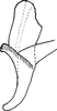Aedeagus, lateral view on Ayubiana lantanae Ahmed, 1969: Aedeagus, lateral view. (Observation).