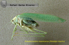 CollectionObject 1537467; b8bd603d-80e0-4e5f-bda6-6f8123ef35b3: male, lateral view (holotype). (CollectionObject).
