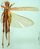 CollectionObject 1501224; 80096f1b-5823-4512-9e87-df236d6725e7: male, dorsal view (lectotype). (CollectionObject).