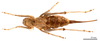 CollectionObject 1578321; f28a3073-360e-416a-9397-eb069276471a: female, dorsal view (allotype). (CollectionObject).