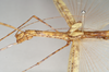 CollectionObject 1560093; NHMUK(SF IMPORT DUPLICATE) 844799, 51fca1e1-c43b-4cde-a72a-bf51c874e069: copyright Natural History Museum, London. female: head and thorax, lateral view of Necroscia westwoodi (holotype). (CollectionObject).