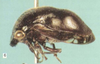 Habitus, lateral view: !! display not done !! on Neotynelia pubescens (Fabricius, 1803): (Observation).