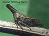 Aconophorini Goding, 1892: _Aconophora_. (Otu).