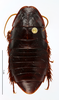 CollectionObject 1587515; MNHN(SF IMPORT DUPLICATE) MNHN-EP-EP799, 7e97d7a6-a46b-4aaf-816b-75acdb6313c5: CC BY-NC-ND 4.0/MNHN - Depraetere Marion - 2014. Paratype, female, of kyebangensis Grandcolas, 2001. Specimen number: MNHN-EP-EP799. http://coldb.mnhn.fr/catalognumber/mnhn/ep/ep799. (CollectionObject).