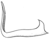 Anaulacomera (Cervicercora) apolinari Hebard, 1927: Pl. XX, Fig. 7 (after type). lateral view of male cercus (not all parts visible in this aspect). (Otu).