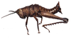 Cloephoracris festae (Giglio-Tos, 1897): female. (Otu).