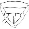 Sternite VIII (male) on Dikrella (Readionia) readionis (Lawson, 1930): Pregenital sternite (male). (Observation).