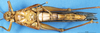 CollectionObject 1565728; b872076a-6a6d-423a-a1e7-52e518c733d5: female, ventral view (paratype). (CollectionObject).