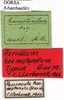 CollectionObject 1538331; 77841592-5735-4939-9a26-b832bbf64bab: labels (holotype). (CollectionObject).