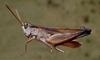 Covasacris pallidinota (Bruner, 1900): male. (Otu).