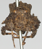 CollectionObject 1577215; NNM 587685, 59738f32-cfd5-495e-887c-53432481948f: female, frontal view (syntype). (CollectionObject).
