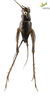 CollectionObject 1861691; Unioeste Cascavel SAOP-348, 381e086d-49d7-4565-8f5f-de29785f28d0: Female. Dorsal view. (CollectionObject).