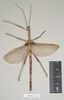 CollectionObject 1576835; NHMUK(SF IMPORT DUPLICATE) 844945, 541fb8a5-fc52-4df2-81cc-0c45a4124a2f: copyright Natural History Museum, London. male of synonym Haplopus ligia (lectotype). (CollectionObject).