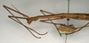 CollectionObject 1559176; NMW 902, e628a95e-0228-423f-abb5-e61a1886901e: copyright NMW, Vienna. female: head and thorax, lateral view (holotype). (CollectionObject).