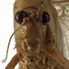 CollectionObject 1529758; 4554ef4a-8d2d-4596-bc58-86be39b7192c: male face (holotype). (CollectionObject).