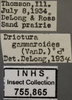 Other: !! display not done !! on Driotura gammaroides (Van Duzee, 1894): Labels. Labels for the specimen used for the dorsal, lateral and face images. (Observation).