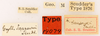 Male, labels (syntype of Gryllus saussurei) Depicts CollectionObject 1522762; 9a34b759-a794-4c10-ad3c-46e7e7871c76, a CollectionObject.