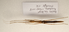 CollectionObject 1595843; 39db403f-1eb3-4635-aa49-efa4a8876873: copyright LKCNH Singapore. female, dorsal view (paratype). (CollectionObject).;CollectionObject 1595844; 299e4fd2-270f-4910-a9c7-b4b5150c199f: copyright LKCNH Singapore. female, dorsal view (paratype). (CollectionObject).