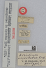 CollectionObject 1520007; 8ff60c2a-ed82-4a19-a32e-dd5d1b8c1500: labels (neotype). (CollectionObject).