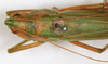 CollectionObject 1589284; 0c05edb0-ef04-4bb5-bb43-ec2664c4520b: female, dorsal view (syntype). (CollectionObject).