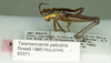 CollectionObject 1522168; 8a560181-08a2-4404-8807-07e8b27aaa47, ANSPRC 93371: male, lateral view (holotype). (CollectionObject).