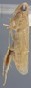 Habitus, lateral view: !! display not done !! on Atanus curvilinea (Linnavuori, 1955): Lateral. (Observation).