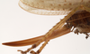 CollectionObject 1534473; 827c1344-6ea5-447f-8c5e-36c92b154018: ovipositor (holotype). (CollectionObject).